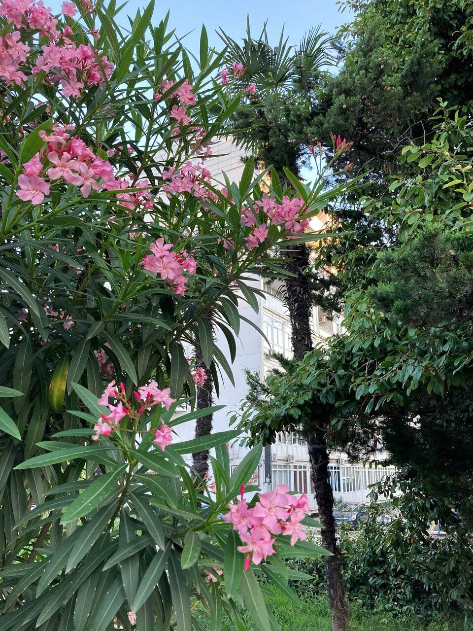 Фото Апартаментов Golden Holiday Сочи 14